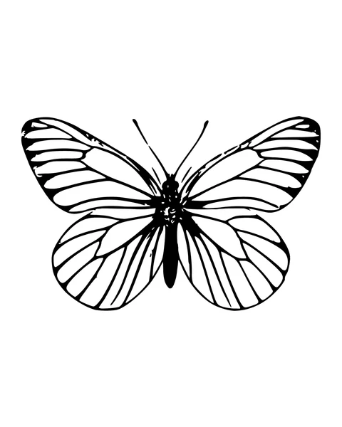 Butterfly with Veined Wings
