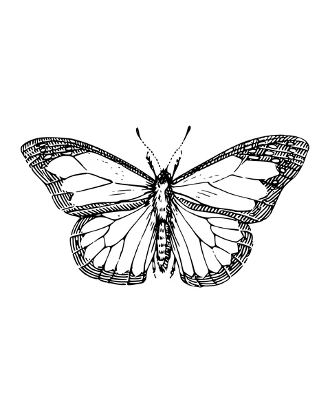 Butterfly with Fine Wing Patterns