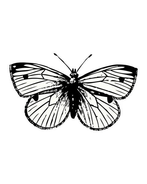 Butterfly with Striped Wings