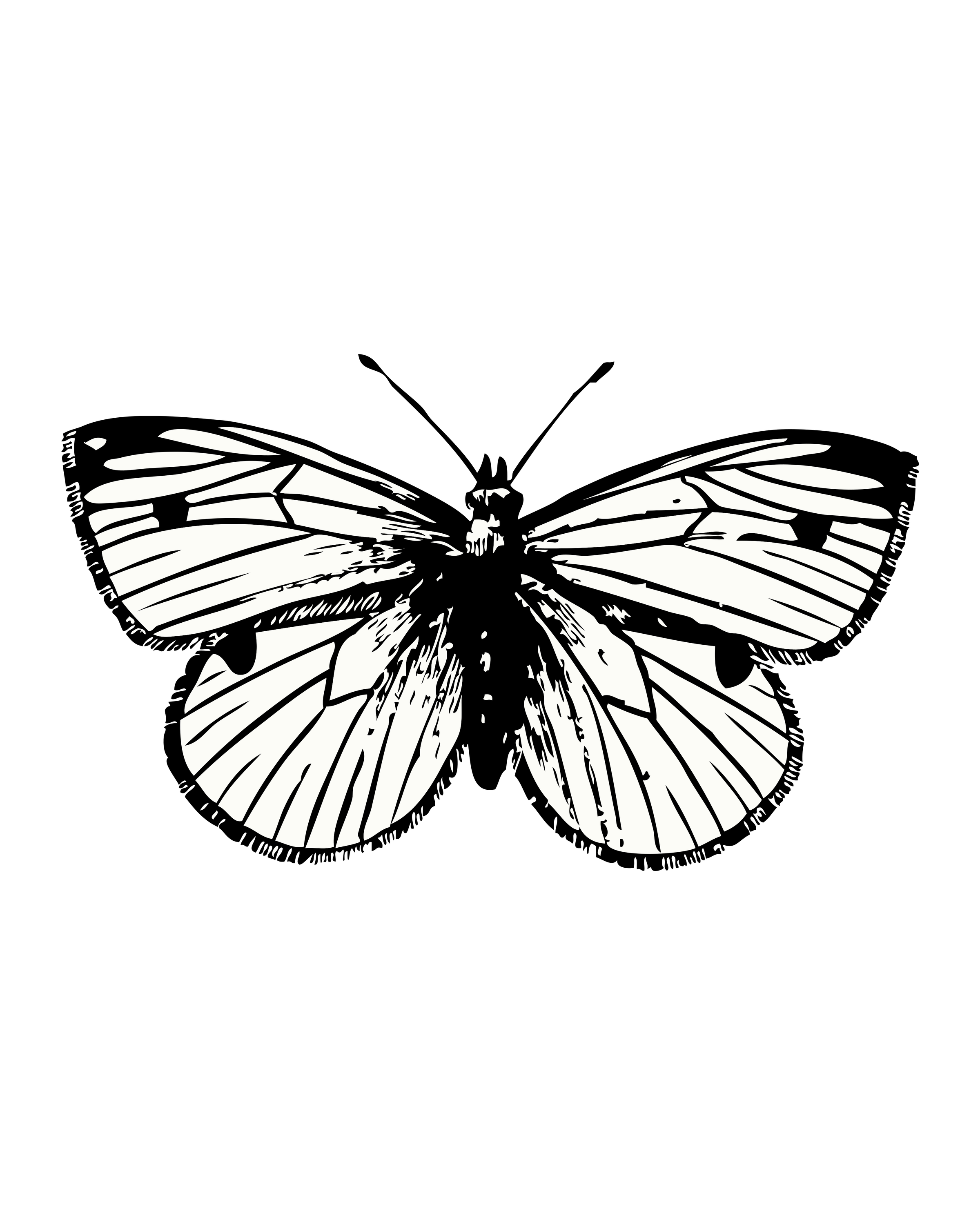 Schmetterling mit gestreiften Flügeln