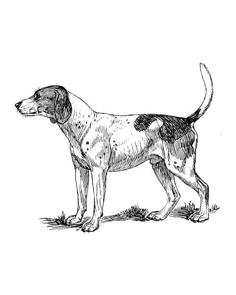 Chien de chasse tacheté de profil