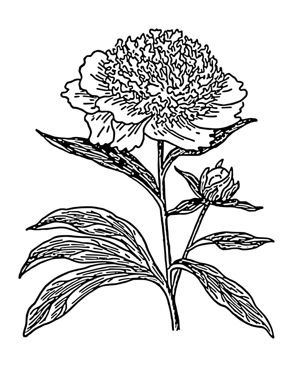 Peony Flower and Leaves