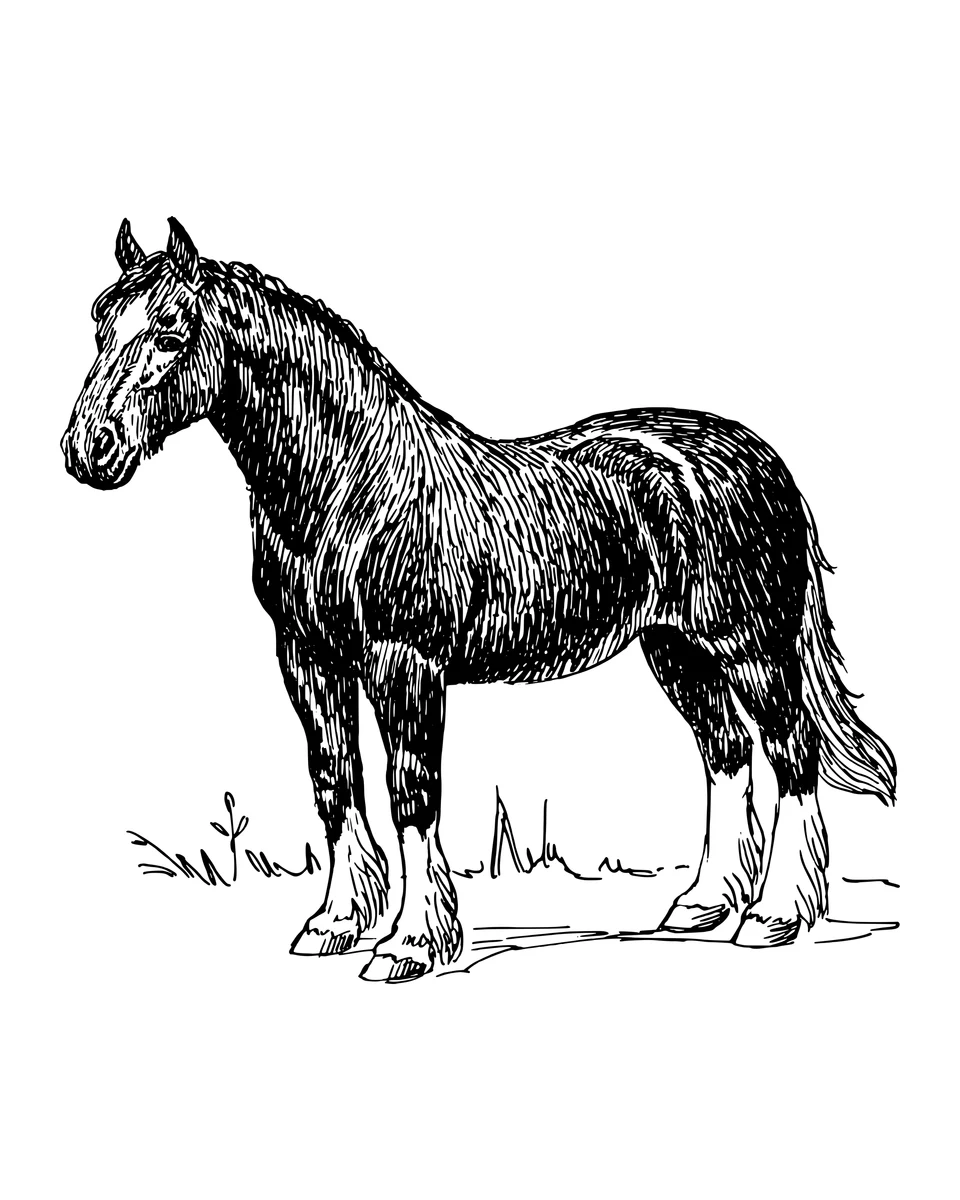 Stehendes Pferd mit langer Mähne