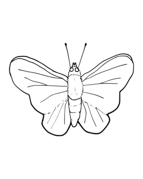 Butterfly with Open Wings