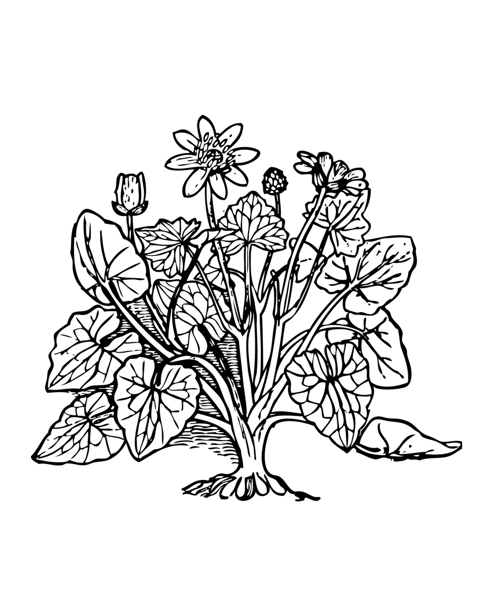 Flores y hojas de celidonia