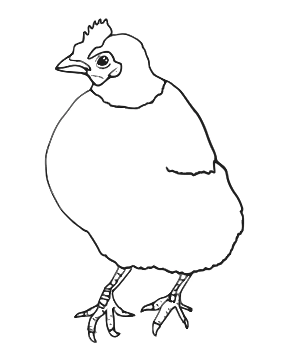 Poule dodue