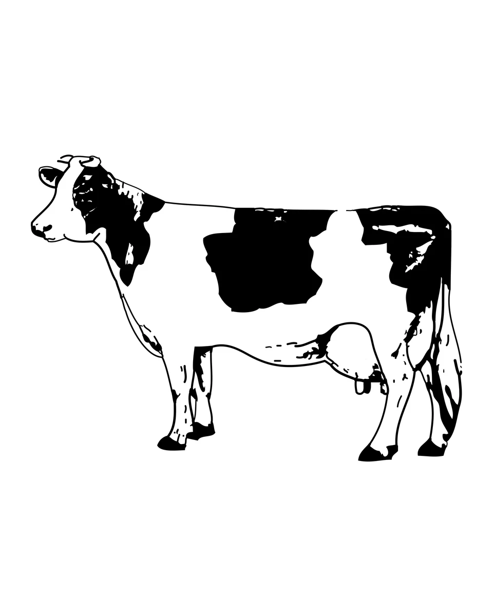Mucca maculata