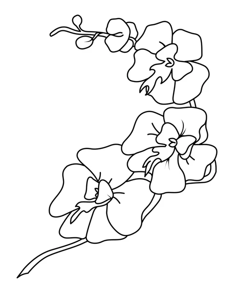 Orchid Flowers