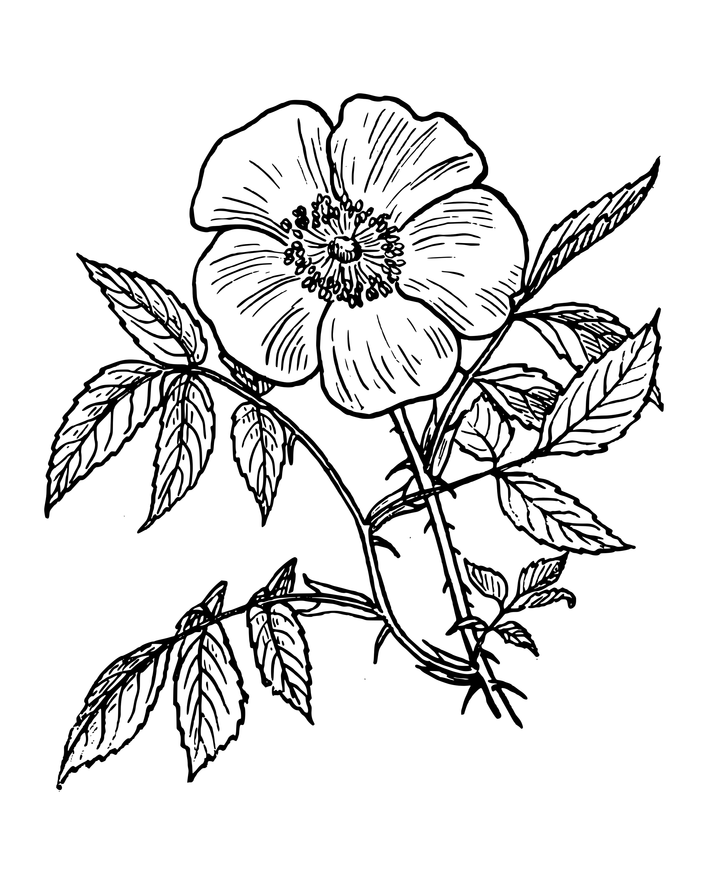 Wild Rose and Leaves