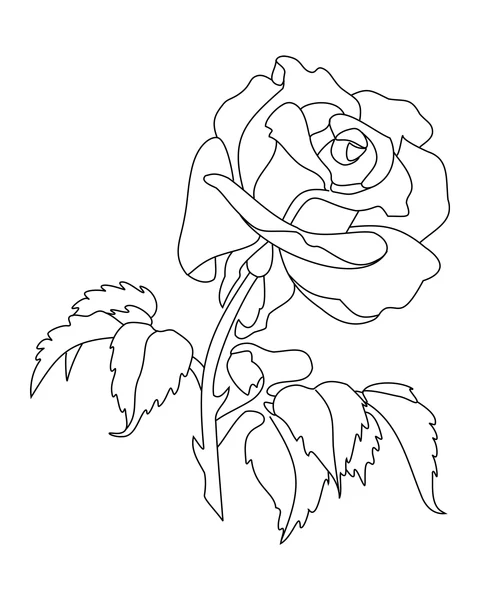 A rose with layered petals, a slender stem and serrated leaves.