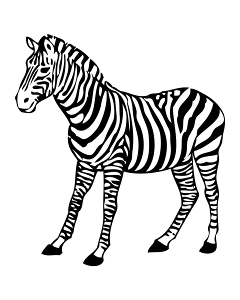 Standing Zebra