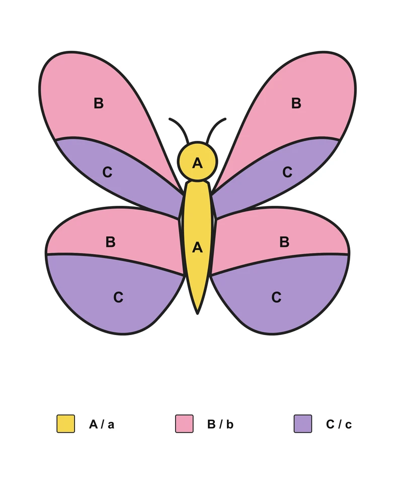 Butterfly: English Letter Matching — Answer key