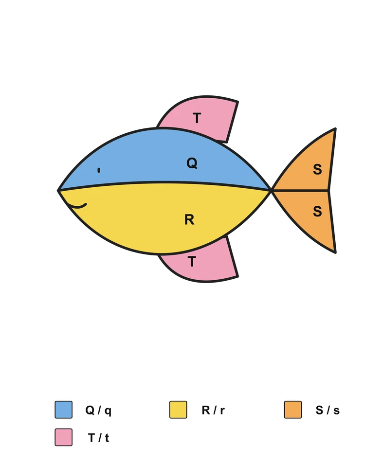 Fish: English Letter Matching — Answer key