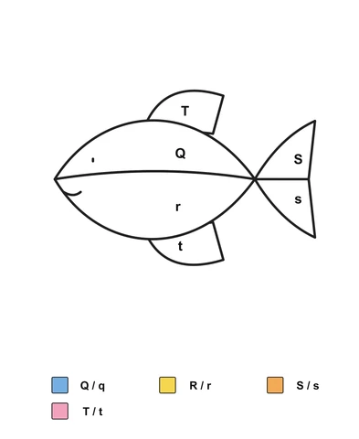 Fish with a divided body and tail, two fins and labels Q, r, S, s, T and t, above an English Q/q, R/r, S/s and T/t color key.