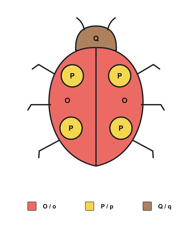 Ladybug: English Letter Matching — Answer key