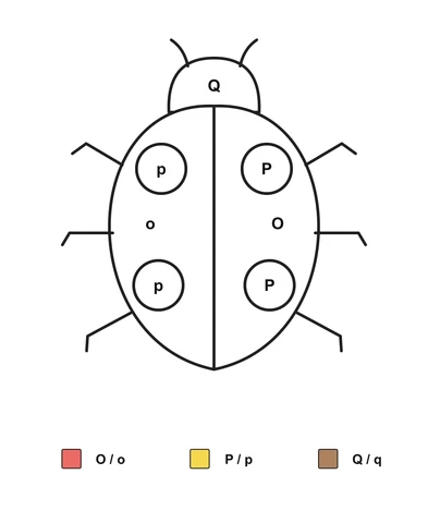Ladybug with four round wing spots labeled P or p, wings marked O or o and a head marked Q above a color key.