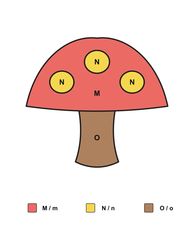 Mushroom: English Letter Matching — Answer key