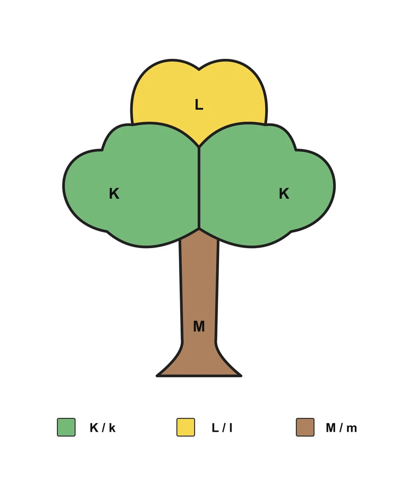 Tree: English Letter Matching — Answer key