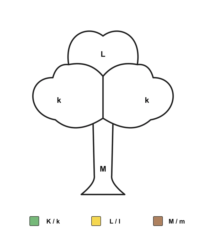 Tree with k in two crown sections, L in the top section and M on the trunk, above a three-color letter key.