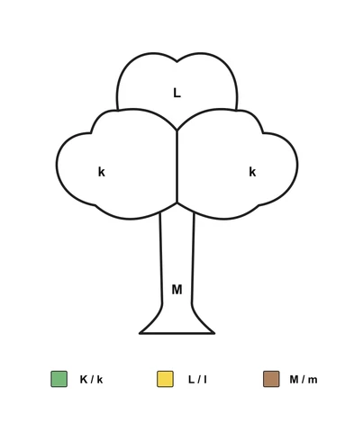 Tree with k in two crown sections, L in the top section and M on the trunk, above a three-color letter key.
