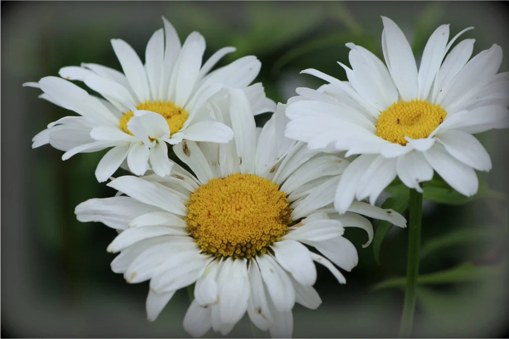 Three white flowers with yellow centers against a blurred green background