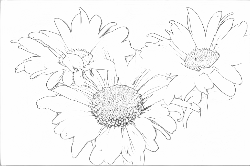 Free outlines of three flowers, including fine texture and background edges