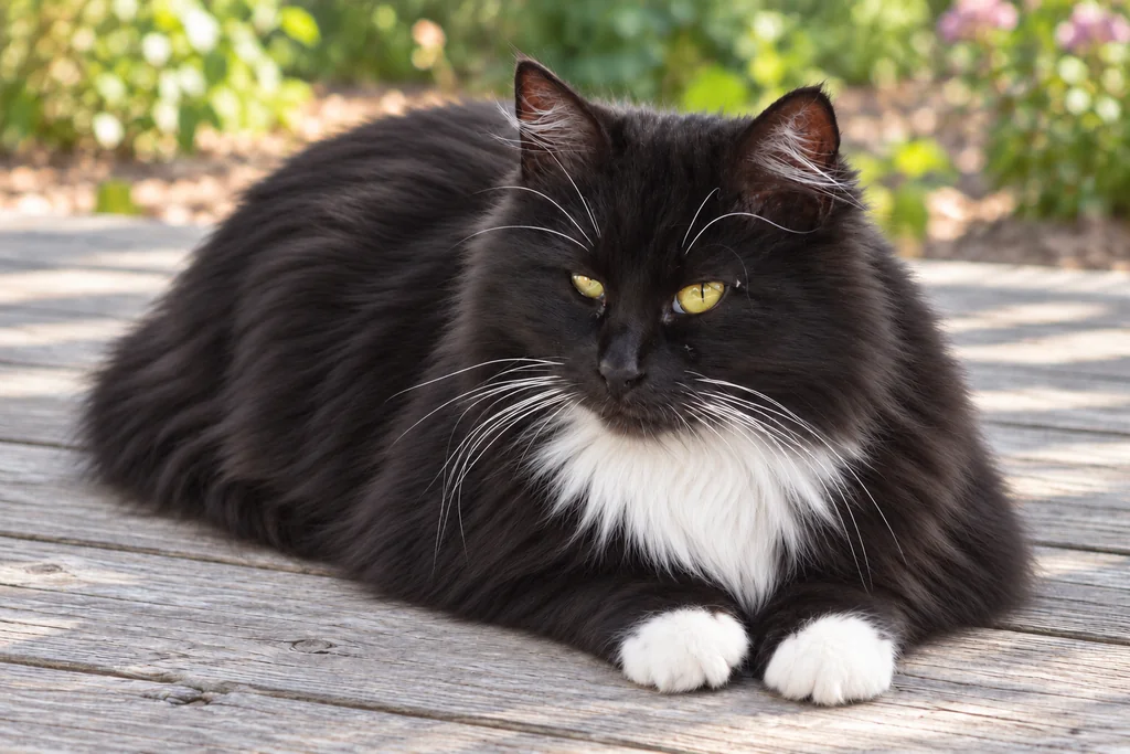 A black-and-white long-haired cat resting on wooden boards with a garden behind it