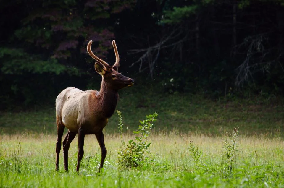 A horned animal standing on grass in front of darker trees