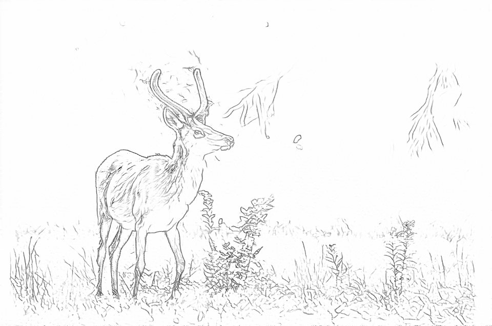Free outlines of a horned animal, including fine texture and background edges