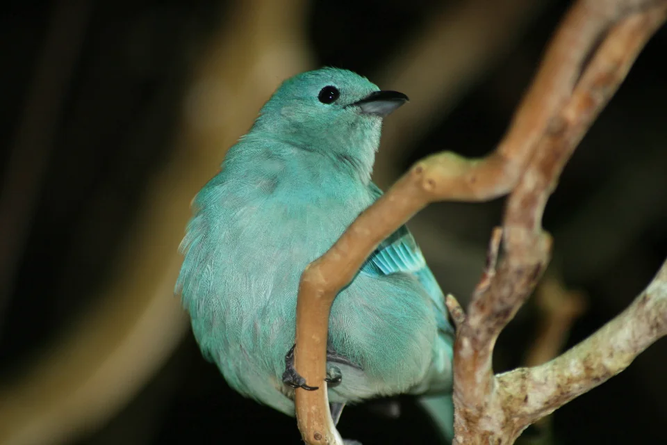 A bird perched beside branches against a blurred background