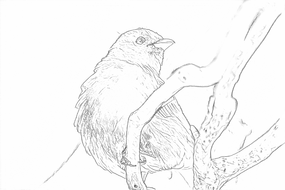 Free outlines of a perched bird, including fine texture and background edges