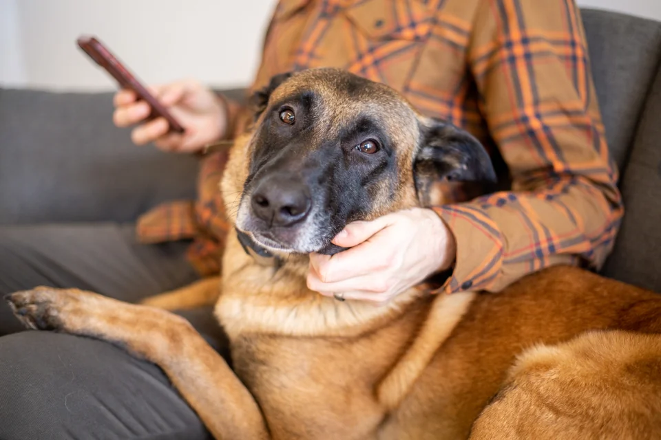 A dog held by a person wearing a checked shirt